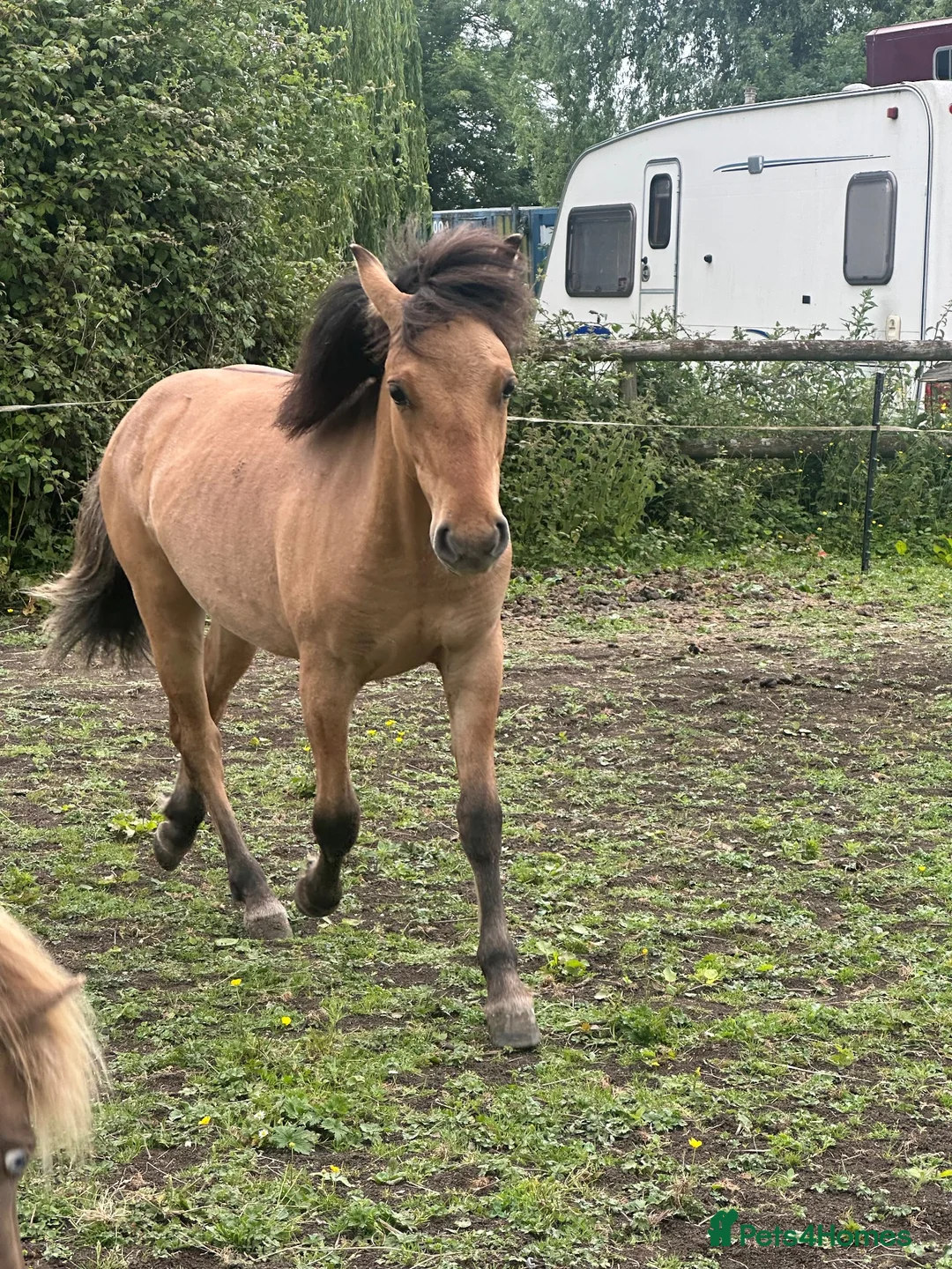 Dartmoor horses for sale: Dhp dun colt  in Bridgwater - Advert 2
