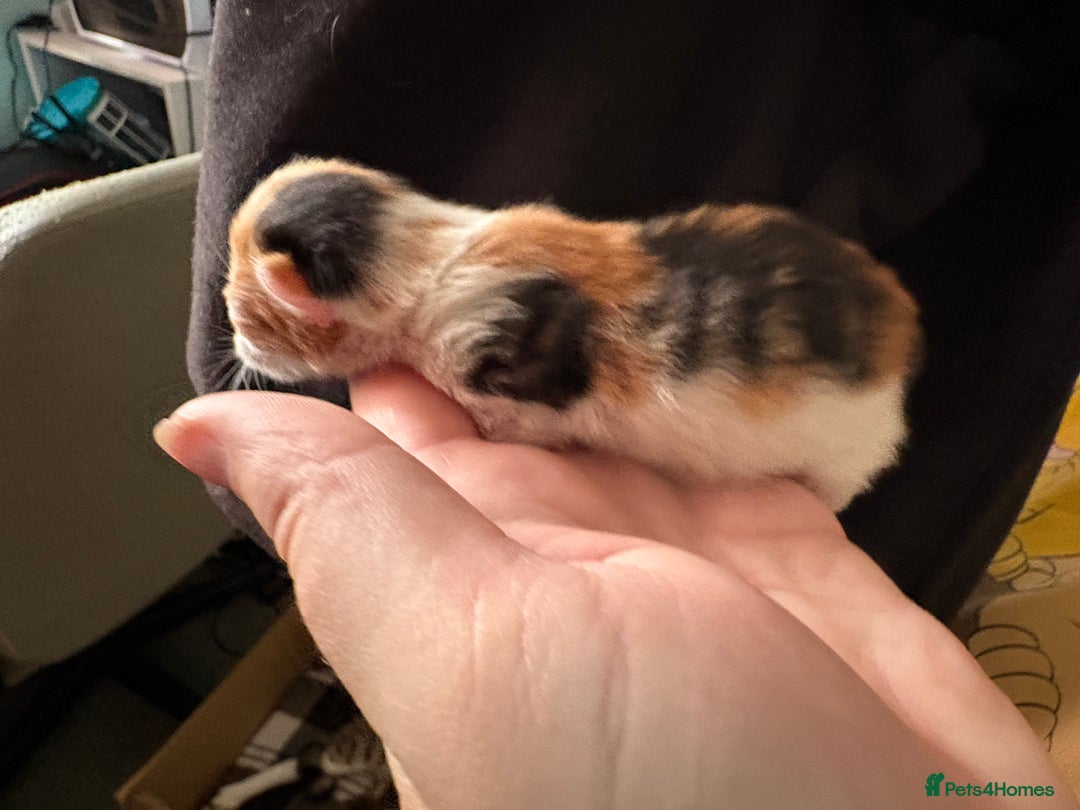 Domestic Shorthair cats for sale: 5 Domestic Shorthair Kittens - Image 21