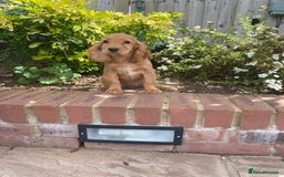 Cocker Spaniel dogs for sale: Gorgeous Adorable Golden Type Cocker  Spaniel  - Image 1