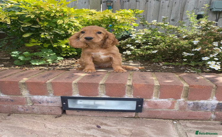 Cocker Spaniel dogs - Advert 2