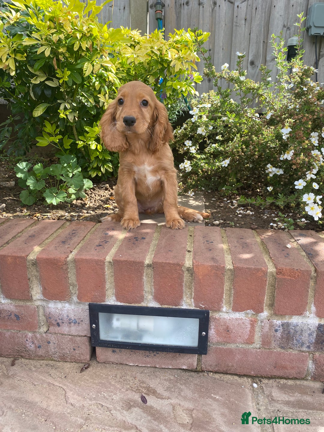 Cocker Spaniel dogs for sale: Gorgeous Adorable Golden Type Cocker  Spaniel  - Image 1