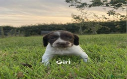 Sprocker dogs for sale: Sprocker puppys  - Image 4