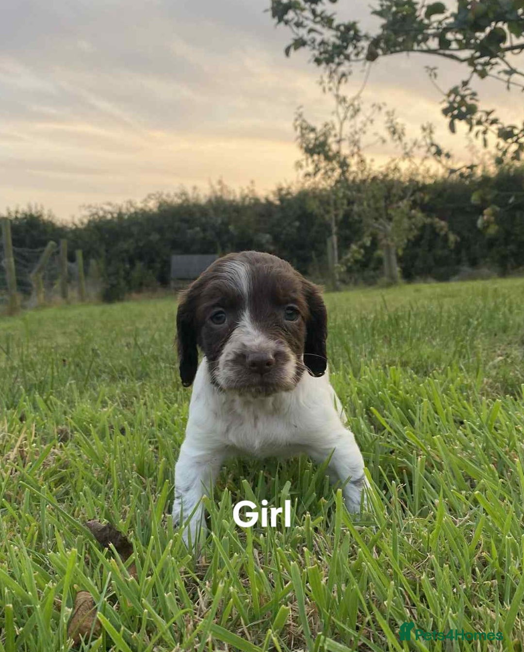 Sprocker dogs for sale: Sprocker puppys  - Image 4