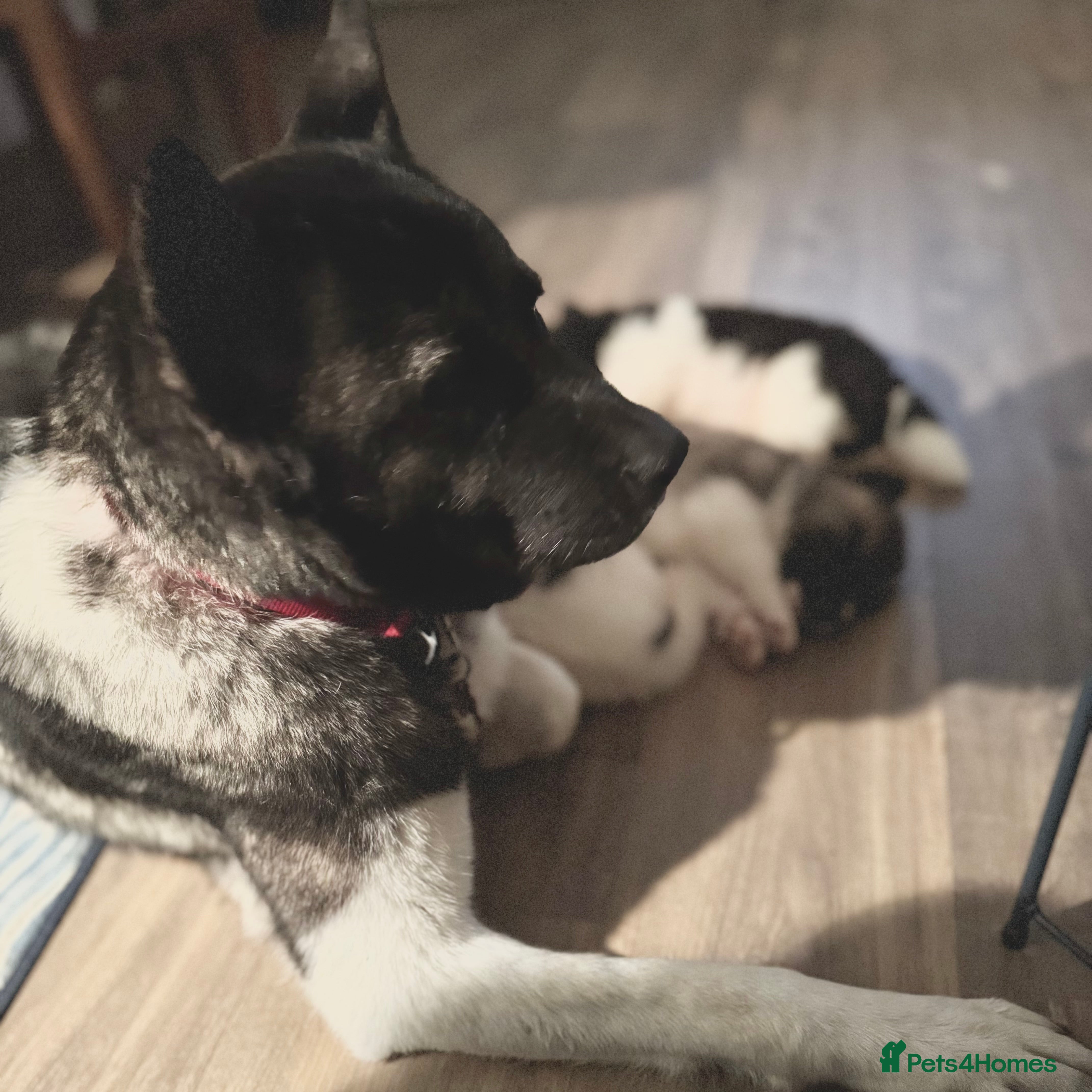 Akita dogs Quality Family Raised American Akita Puppies - Advert 4