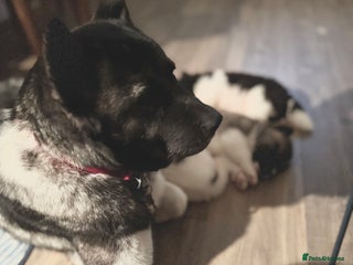 Akita dogs Quality Family Raised American Akita Puppies - Advert 4