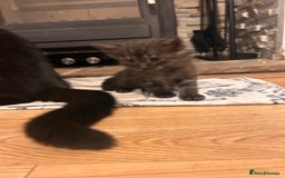 Maine Coon cats for sale: Maine coon x BSH babies - Image 6