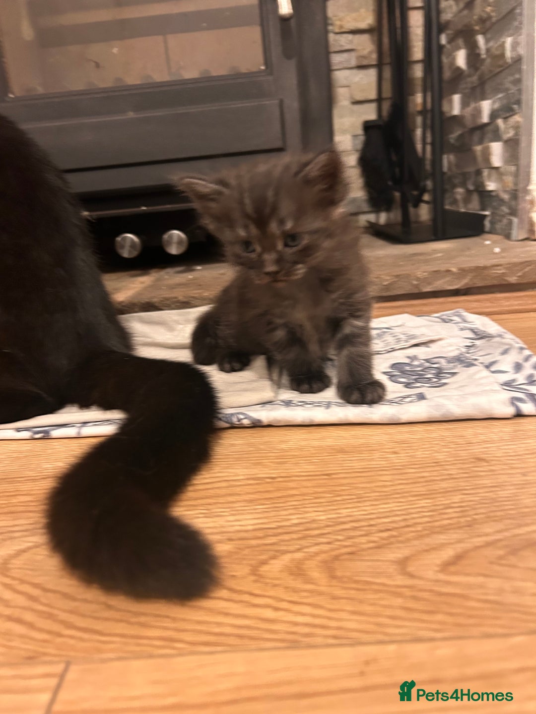 Maine Coon cats for sale: Maine coon x BSH babies - Image 6