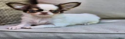 Chihuahua dogs for sale: Amazing Longcoat Apple head Chihuahua Puppies  - Advert 17