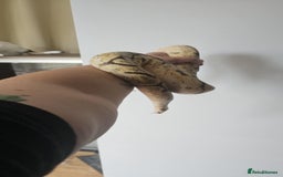 Python Snake reptiles for sale: Ball pythons for sale - Image 6