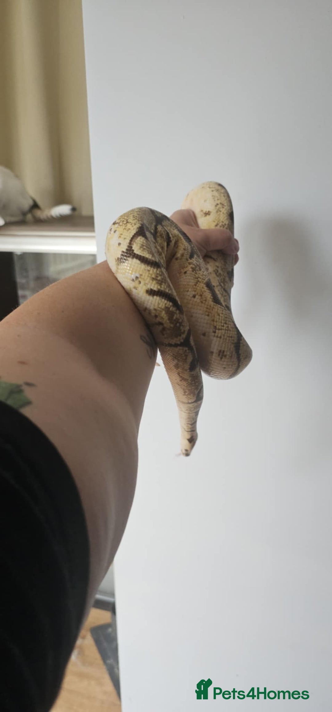 Python Snake reptiles for sale: Ball pythons for sale - Image 6
