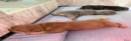 French Bulldog dogs for sale: French bulldog puppies - Advert 5