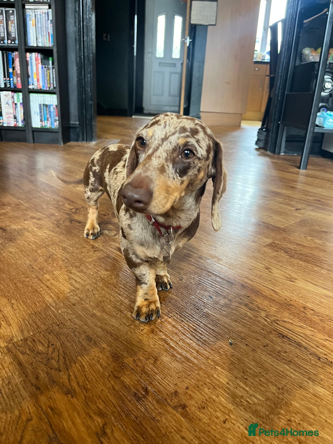 Dachshund dogs for sale: Male Dashound for sale  - Advert 3