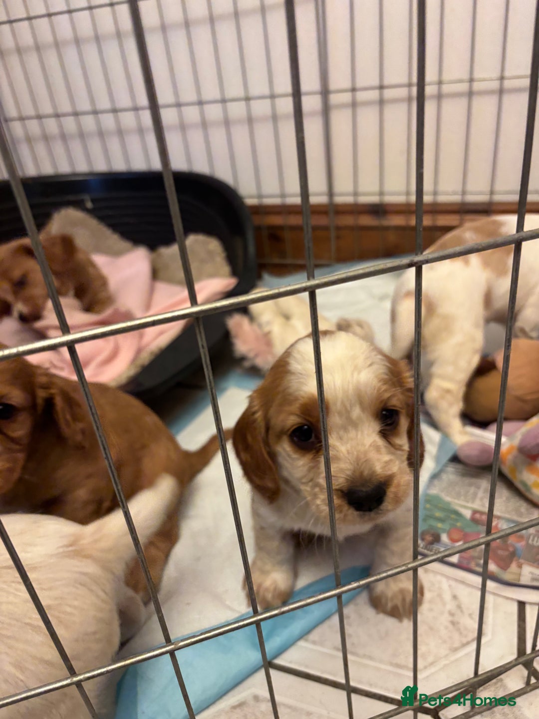 Cocker Spaniel dogs for sale: KC reg cocker spaniels  - Advert 17