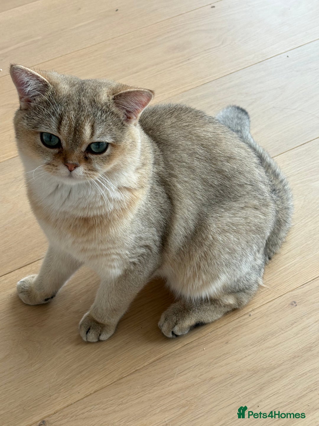 British Shorthair cats for sale: Adorable Golden British Shorthair Kitten - Image 3