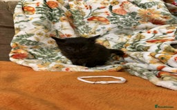 Mixed Breed cats for sale: Long haired fluff balls - Image 7