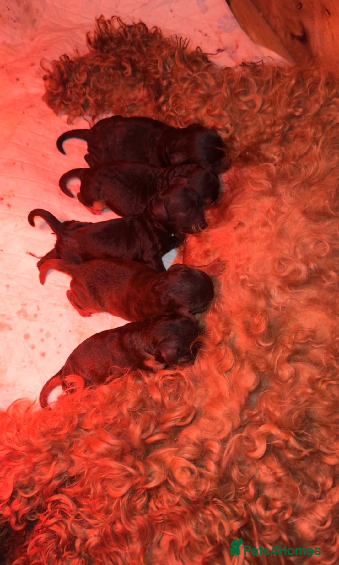 Cockapoo dogs for sale: Toy miniature cockapoo puppy’s  - Image 18