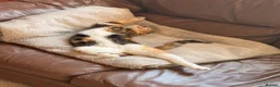 Mixed Breed cats for sale: Beautiful Hattie for adoption  - Advert 3