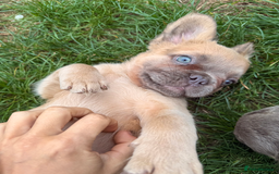 French Bulldog dogs for sale: REDUCED Last Pup! Quality Fluffy 🦁 - READY 🏠 - Advert 12