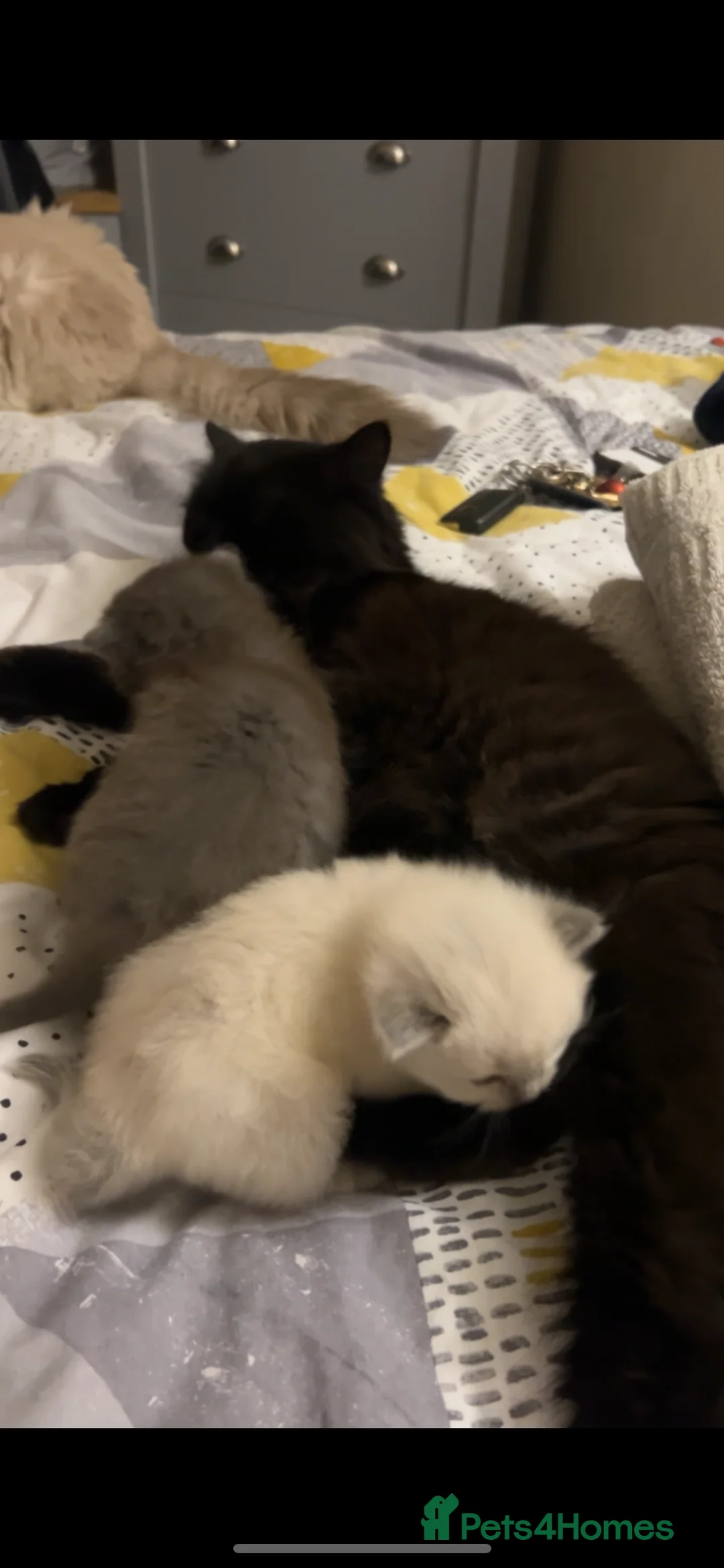 Ragdoll cats for sale: BOY x ragdoll kitten - Advert 1