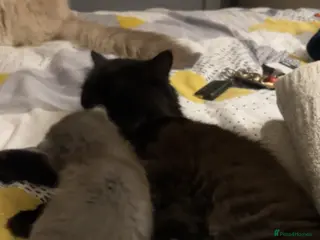 Ragdoll cats BOY x ragdoll kitten - Advert 3