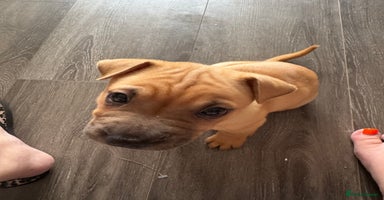 Mixed Breed dogs - Advert 12