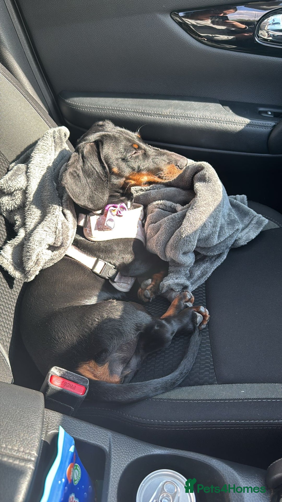 Dachshund dogs for sale: Dachshund  - Image 6