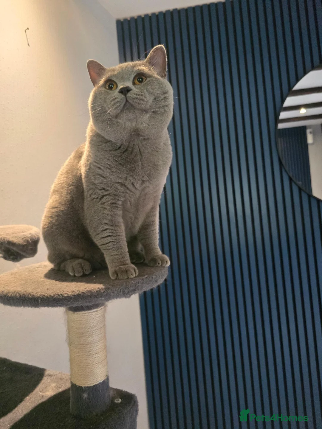 British Shorthair cats for stud: GCCF/TICA British Shorthair Stud - Advert 1