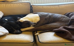 Mixed Breed dogs for sale: Must go as a pair !!! - Image 1