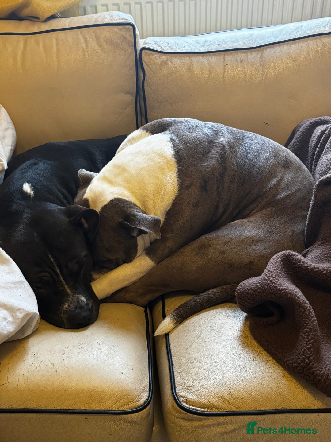 Mixed Breed dogs for sale: Must go as a pair !!! - Image 1