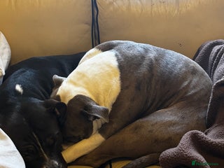 Mixed Breed dogs for sale - Advert 1