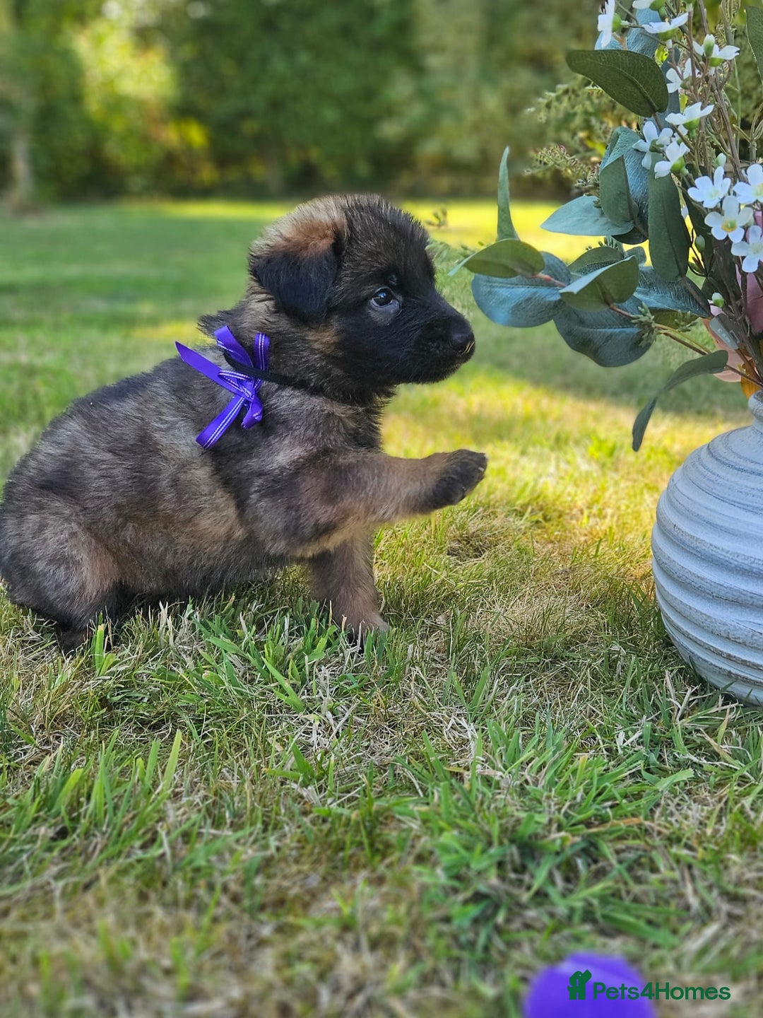 German Shepherd dogs for sale: Long haired straight backed German Shepherd pups. - Image 5