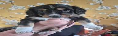Mixed Breed Puppy 2