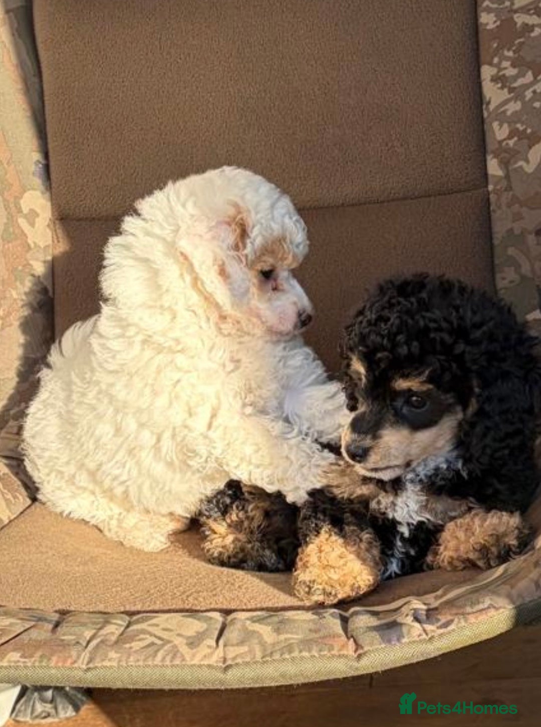 Toy Poodle dogs for sale: Beautiful phanotom toy poodle boys  - Advert 3