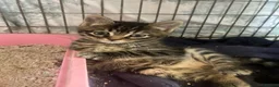 Mixed Breed cats for sale: Mainecoon kittys  - Advert 20