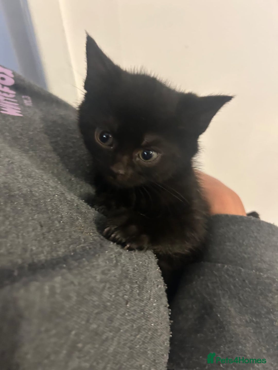 Mixed Breed cats for sale: 6 adorable kittens with different prints - Image 8
