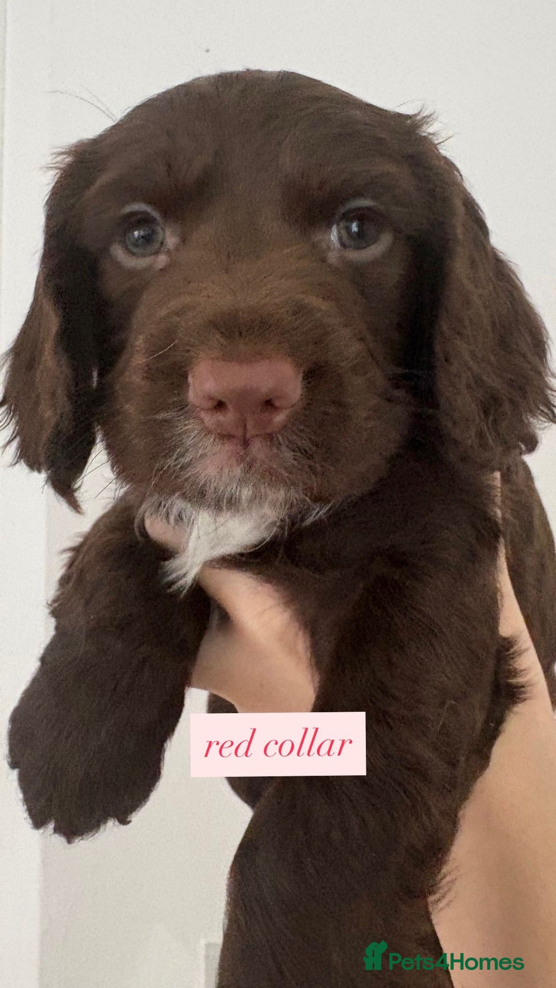 Sprocker dogs for sale: Sprocker puppies. Ready to leave 10th October.  - Image 26