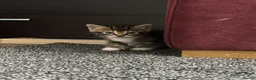 Domestic Shorthair cats for sale: BLACK+GINGER BABY KITTEN/needs to be taken ASAP in London - Advert 1