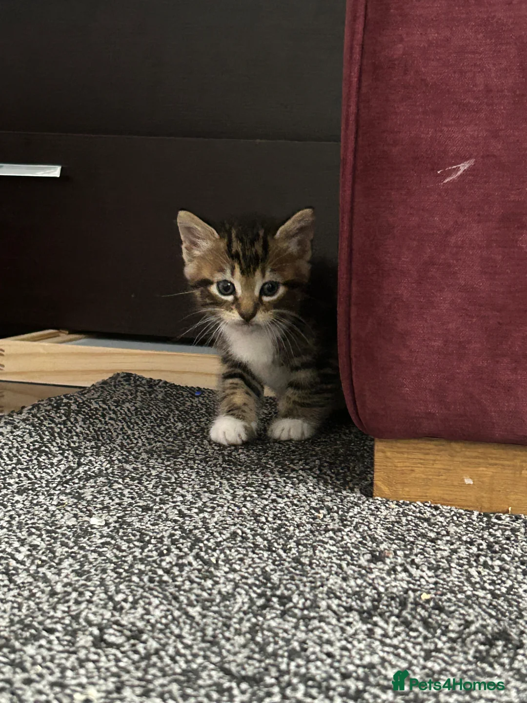 Domestic Shorthair cats for sale: BLACK+GINGER BABY KITTEN/needs to be taken ASAP in London - Advert 1