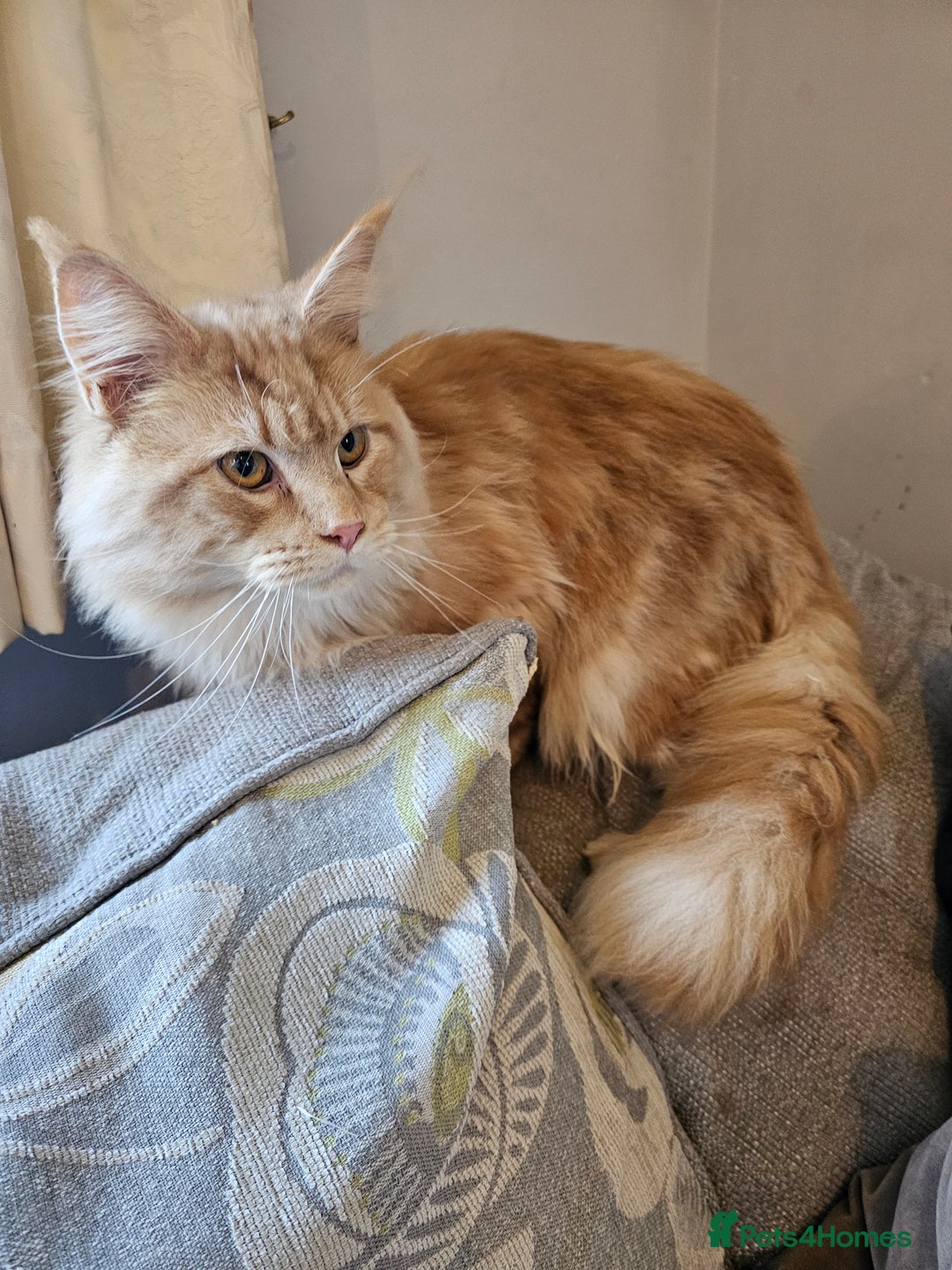 Maine Coon cats for sale: 5 maine coons  - Image 13