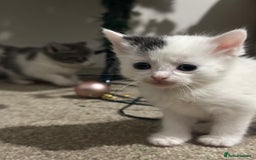 Mixed Breed cats for sale: Mixed breed kittens - Advert 10