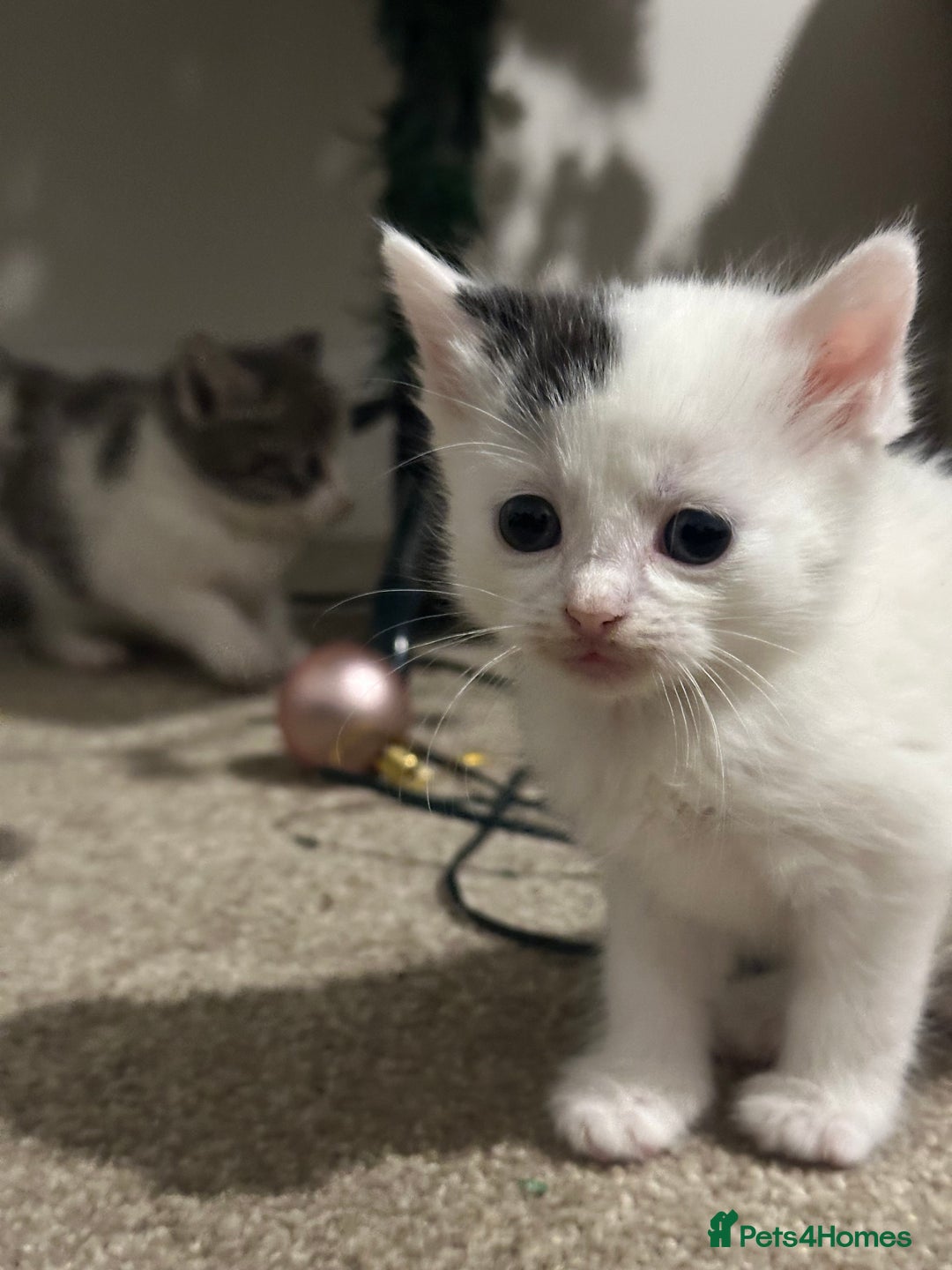 Mixed Breed cats for sale: Mixed breed kittens - Advert 10