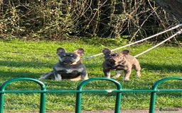 French Bulldog dogs for sale: French bulldog - Image 1