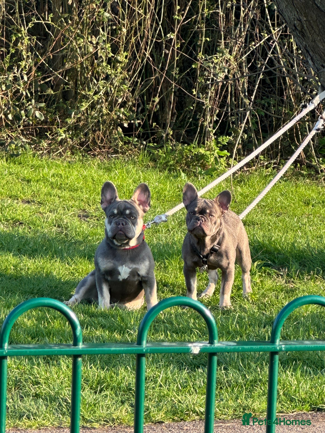 French Bulldog dogs for sale: French bulldog - Image 1