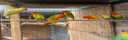 Lovebirds birds for sale: Fischer lovebirds  - Advert 3