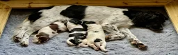 English Springer Spaniel dogs for sale: English Working Springer Spaniels - Advert 3