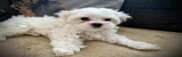 Maltese dogs for sale: 🌟  KC Registered Maltese Puppies Ready 🌟 - Advert 18