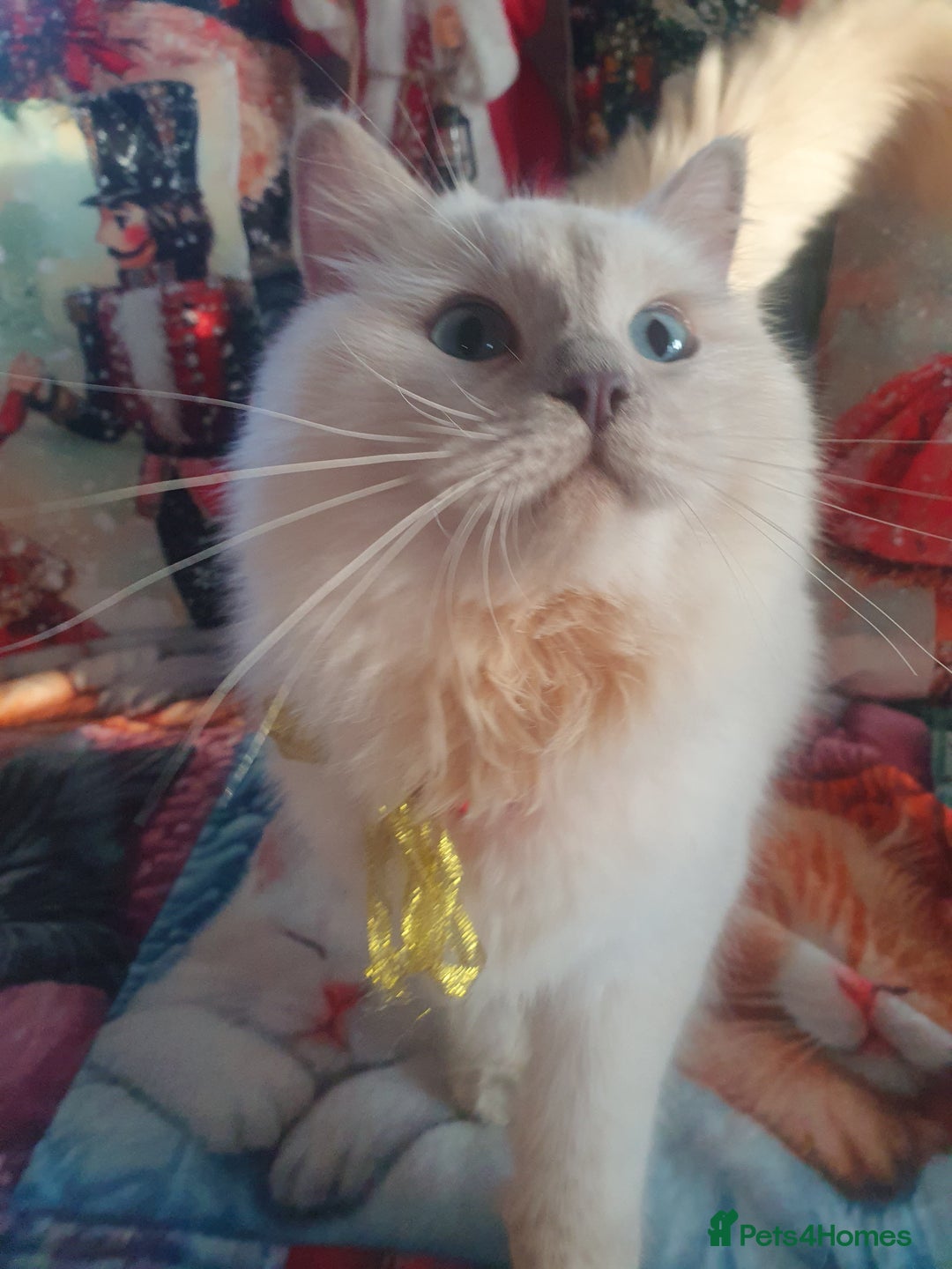 Ragdoll cats for sale: Mink & traditional Ragdolls - Advert 24