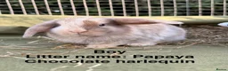 Mini Lop rabbits for sale: *Mini Lop Babies  - Advert 28