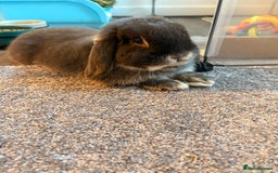 Mini Lop rabbits for sale: mini lop grey otter buck - Image 9