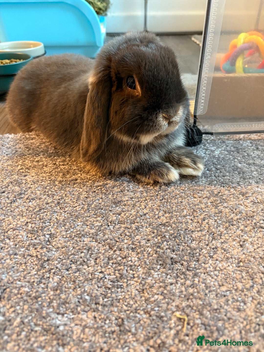 Mini Lop rabbits for sale: mini lop grey otter buck - Image 9